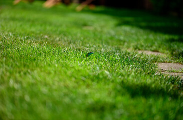 Naklejka premium The European green lizard (Lacerta viridis) in grass.