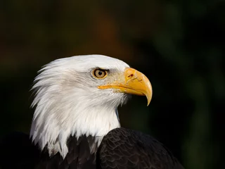 Foto op Plexiglas Eagle © Ralf Wilhelm Schmid 