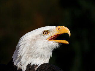 Eagle