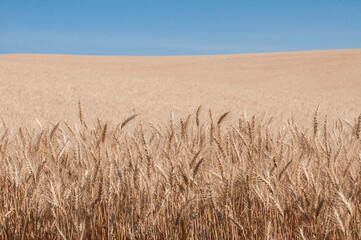 Unharvested Wheat in the Palouse