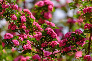 The Beauty of Crataegus Laevigiata 's Blossoms.