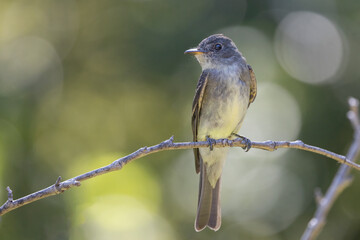 flycatcher on branch with beautiful bokeh