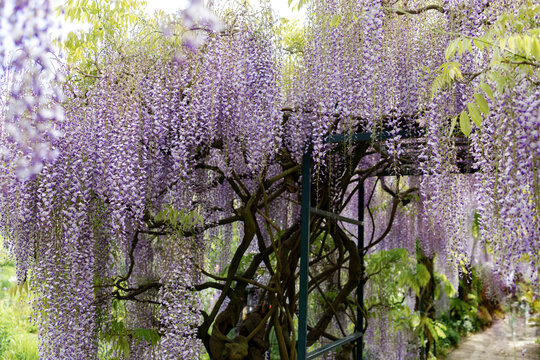 Blooming violet Wisteria Weinheim