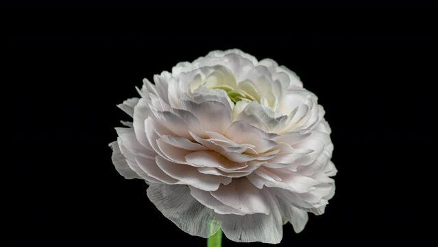 Time Lapse of Opening Red Flower Buttercup on a Black Background. Side View on Ranunculus Flower Blooming in Timelapse