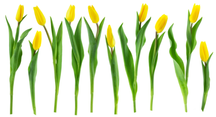 yellow  and pink tulips with green leaves isolated on a white background