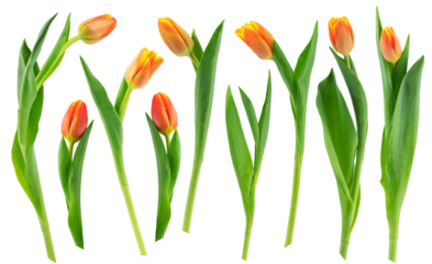yellow  and pink tulips with green leaves isolated on a white background
