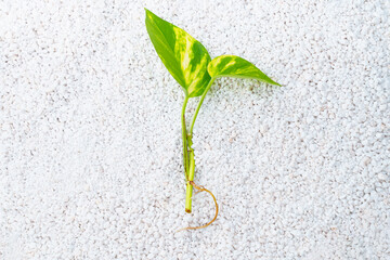 small houseplant sprout on perlite. neutral material for plants