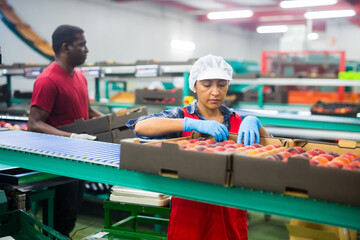 Latino woman sorts fresh peaches on a fruit packing line