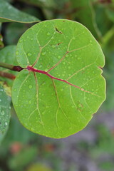 green leaf with drops