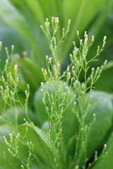 Tiny coastal flowers