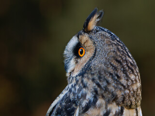 long eared owl