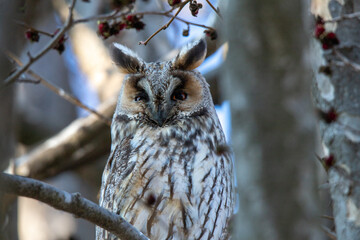 Gufo comune assonnato