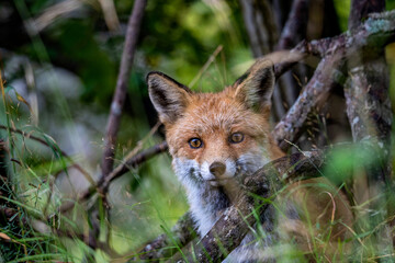 ritratto di volpe curiosa esce dai cespugli 