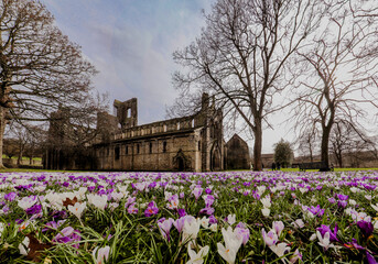 spring flowers crocus in Kirstall Abbey