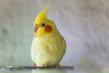 Pet.Cockatiel parrot.Funny parrots.Cockatiel pet.Bird with a crest.Cute animal.Funny...