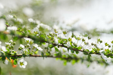 Obraz premium 春枝垂れた枝先の長い穂にたくさんの花をさかせるユキヤナギ。春の訪れを告げる