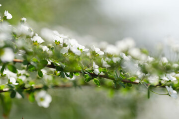 春枝垂れた枝先の長い穂にたくさんの花をさかせるユキヤナギ。春の訪れを告げる