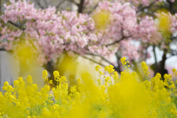 早咲きの河津桜と鮮やかなビタミンカラーの菜の花が同時に咲いた。兵庫県神戸市の灘浜緑地で撮影