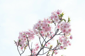一足早く開花した河津桜が満開に。やさしいピンクの花が春のおとづれをつげる。3月中旬、神戸市内の灘浜緑地で撮影