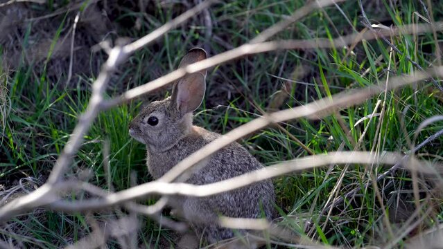 Desert Cottontail rabbit sitting and eating green grass. Framed by tree branches.