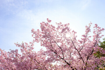 一足早く開花した河津桜が満開に。やさしいピンクの花が春のおとづれをつげる。3月中旬、神戸市内の灘浜緑地で撮影