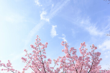 一足早く開花した河津桜が満開に。やさしいピンクの花が春のおとづれをつげる。3月中旬、神戸市内の灘浜緑地で撮影