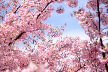 一足早く開花した河津桜が満開に。やさしいピンクの花が春のおとづれをつげる。3月中旬、神戸市内の灘浜緑地で撮影