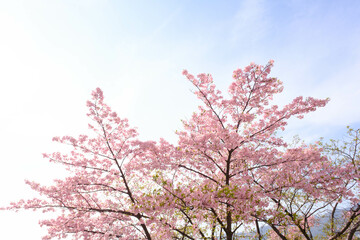 一足早く開花した河津桜が満開に。やさしいピンクの花が春のおとづれをつげる。3月中旬、神戸市内の灘浜緑地で撮影