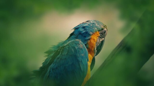 Parrot Shakes Its Feathers In The Jungle