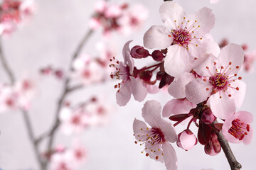 Close-up of cherry blossom flowers. Macro photography, space for text.
