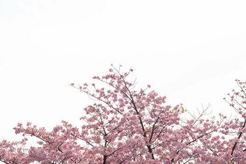 一足早く開花した河津桜が満開に。やさしいピンクの花が春のおとづれをつげる。3月中旬、神戸市内の灘浜緑地で撮影