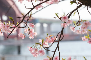 早咲きの河津桜と背景は神戸のハーバーハイウェイ。3月中旬に神戸市内灘浜緑地で撮影