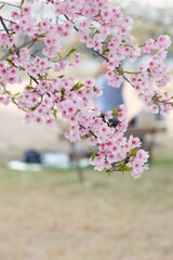 一足早く開花した満開の河津桜のもと、ファミリーがお弁当を広げて楽しむ姿