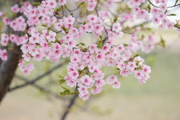 一足早く開花した河津桜が満開に。やさしいピンクの花が春のおとづれをつげる。3月中旬、神戸市内の灘浜緑地で撮影
