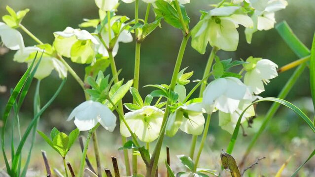 春の光を浴びるクリスマスローズの花