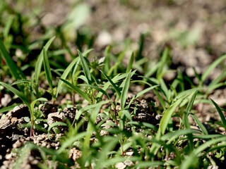 Small plants on natural farmland