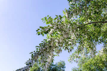 Flowering branches of poplar. Fluffy earrings with white down on the branches of poplar. The concept of Allergy. Danger to people with plant allergy