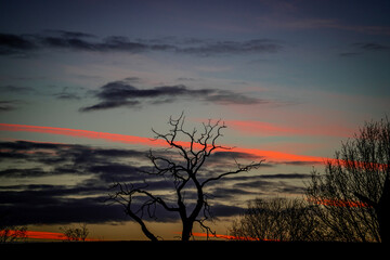 tree with sunset behind