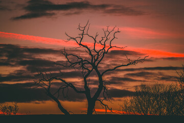 tree with colourful sunset behind