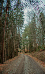 road in the dark woods