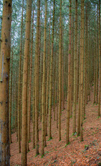 autumn forest in the morning