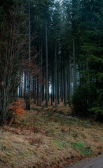 footpath in the dark woods