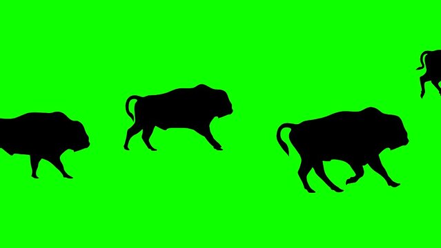 Galloping bisons, animation on the green background (seamless loop)