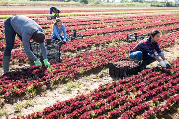 Harvest time. Group of farm workers cutting fresh young leaves of red lettuce on farm field..