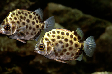 クロホシマンジュウダイ　アクアリウム