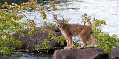 Canadian Lynx standing on a rock in the river