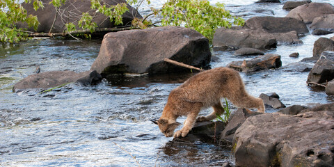 Canadian lynx crossing the river