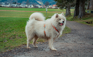 white dog in the park