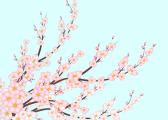 Vector background with Spring Cherry Blossom on blue background. Sakura branch in springtime with pink petals and flowers.
