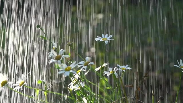 Daisy blossoms are watered like rain in a private garden during the spring and summer.